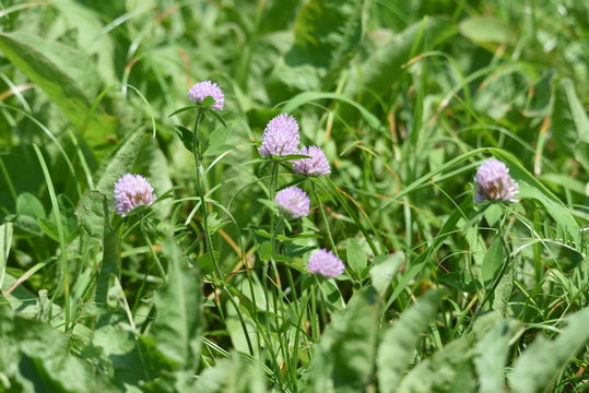 Red clover / It's used for feed of cattle, but red clover is also used for medicinal use because Iso flavon is included.
