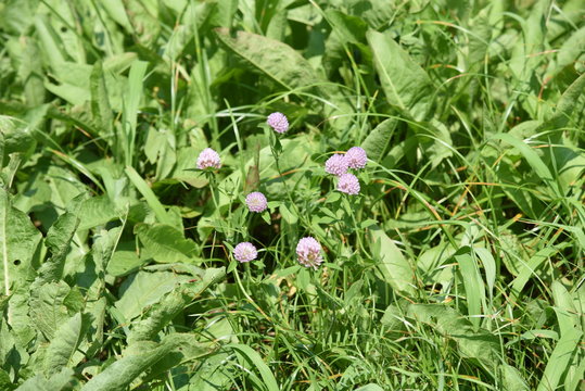 Red clover / It's used for feed of cattle, but red clover is also used for medicinal use because Iso flavon is included.