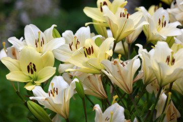 Fototapeta premium Many tiger lily flowers in the garden