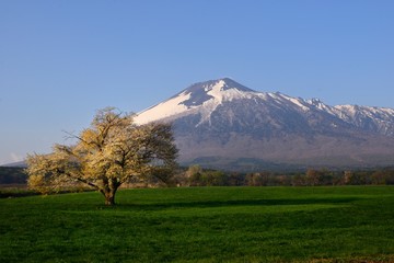 Fototapeta premium カスミザクラと岩手山