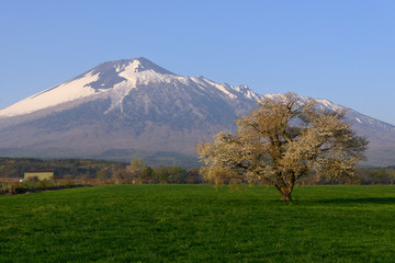 カスミザクラと岩手山