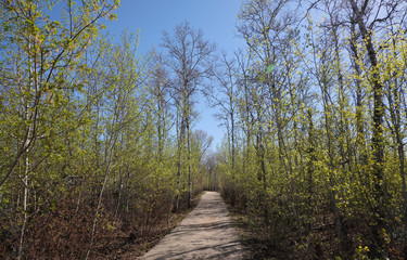 Spring forest with fresh green leaves on trees and clear blue sky