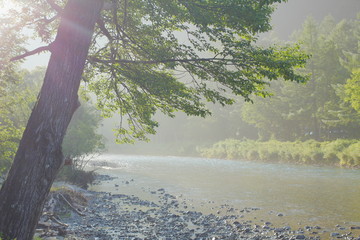 朝日にきらめく川辺