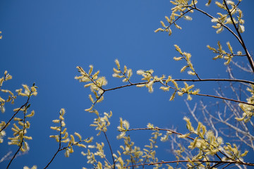 Closeup of inflorescence of willow with forest on the background
