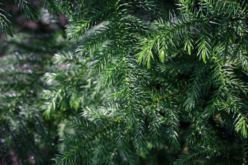 Norfolk Island Pine under the sunlight with smooth background