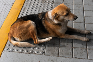 Fototapete bei efototapeten.de bestellen   