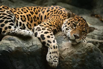 Foto op Plexiglas jaguar rustend op de rots © anankkml