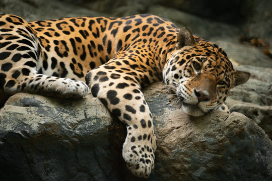 jaguar resting on the rock