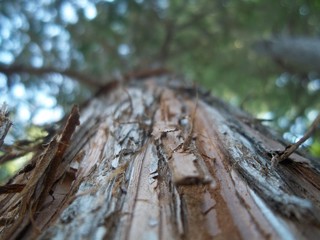 Tree Fibers