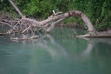 Fototapeta na wymiar Tree reflecting in river