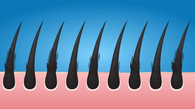 The effect of processing your hair vector , infographic , damaged hair turn to healthy hair