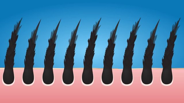 The effect of processing your hair vector , infographic ,  healthy hair  turn to damaged hair