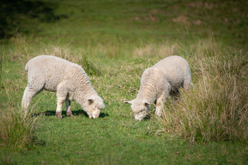 Lambs grazing on the green hills in spring in New Zealand