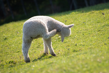 Cute baby lamb scratching on the green hills in springtime © Janice