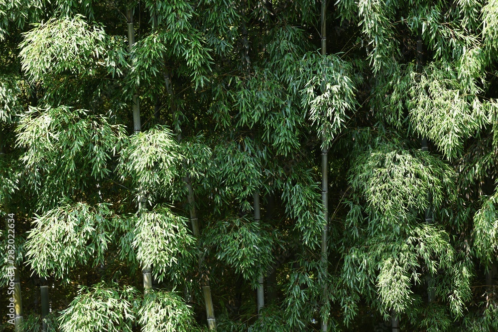 Sticker bamboo forest / looking at the bamboo forest, you can feel the traditional japanese culture “wabi sa