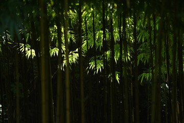 Bamboo forest / Looking at the bamboo forest, you can feel the traditional Japanese culture “Wabi Sabi”.