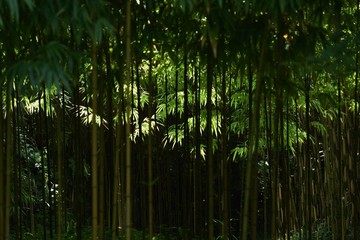 Fototapeta na wymiar Bamboo forest / Looking at the bamboo forest, you can feel the traditional Japanese culture “Wabi Sabi”.