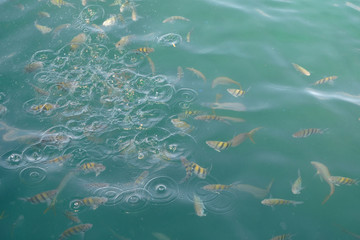 Large group of small yellow striped fishes in water