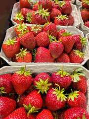 Close up view of fresh strawberries with a beautiful shine and deep red color