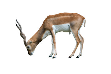 Indian blackbuck Antilope cervicapra isolated on white background. Wildlife animal.