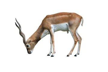 Printed roller blinds Antelope Indian blackbuck Antilope cervicapra isolated on white background. Wildlife animal.