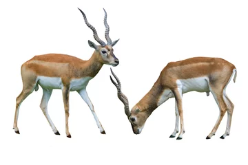 Peel and stick wall murals Antelope Indian blackbuck Antilope cervicapra isolated on white background. Wildlife animal.
