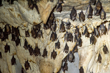 Bat hanging upside down in the cave.