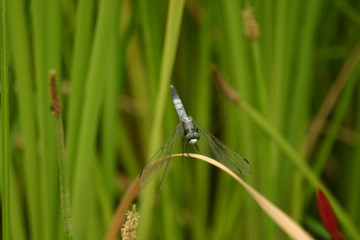 A Dragonfly on the grass