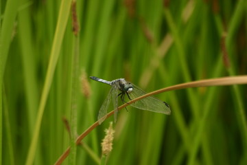 A Dragonfly on the grass