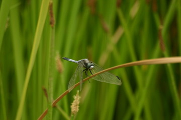 A Dragonfly on the grass
