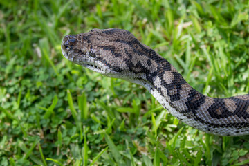Adult Murray-Darling carpet python
