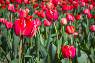 Red and pink tulip field
