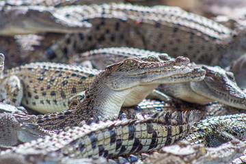 Juvenile saltwater crocodiles