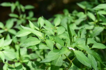 Fresh green chili peppers that originate in the vegetable garden.