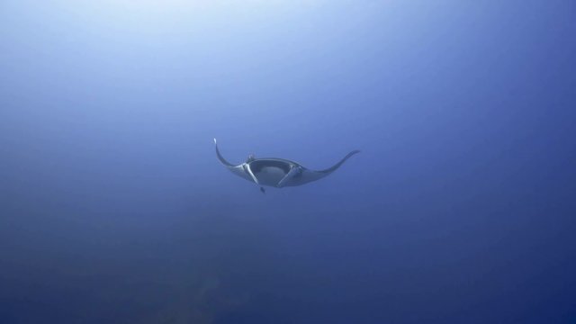 A lonely giant manta ray floats forward to the camera