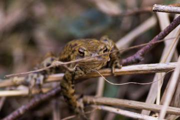 toad climbing on stick on meadow