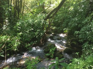 stream in forest