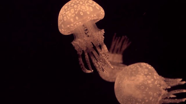 orange jellyfish swimming around underwater with dark background