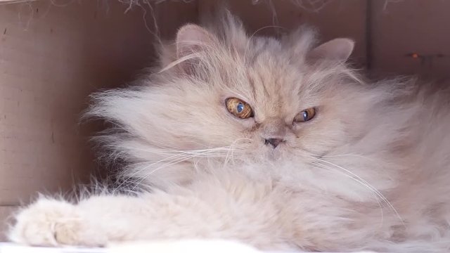 Motion of persian cat playing with people inside box with 4k resolution