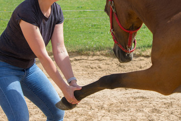 physical therapy for horse, Exercise and regeneration for horses, woman is working with horse for...