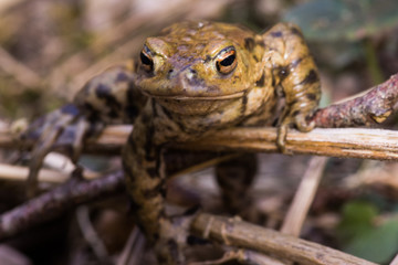 frog crawling on meadow in spring
