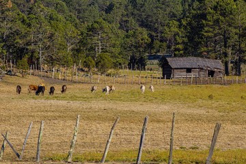 Obraz premium Isolated cabin