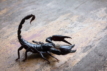 Emperor scorpion is a species of scorpion native to rainforests in Thailand