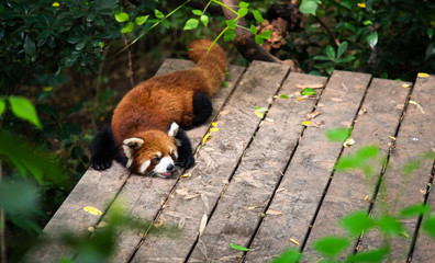 Red panda in Chengdu China