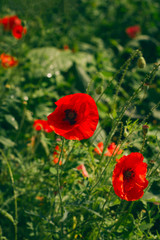 close up blooming red poppy flowers low key
