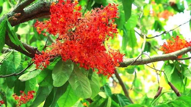 Ashoka tree or Saraca or Sorrowless tree has Red flower bunch and butterfly flying