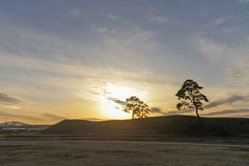 Naklejka premium tree on green field sunset