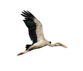 Image of Asian Openbill stock flying on white background. Bird. Animal.