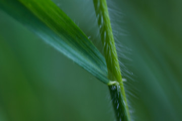 Fototapeta premium grass plant macro photo with leaf
