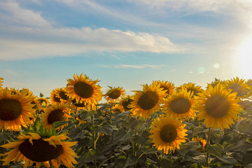 Obraz premium Sunflowers. Yellow or sunny flower. Fields of sunflower at sunset. Against the background of blue sky and clouds. Selective focus, close-up, copy space.